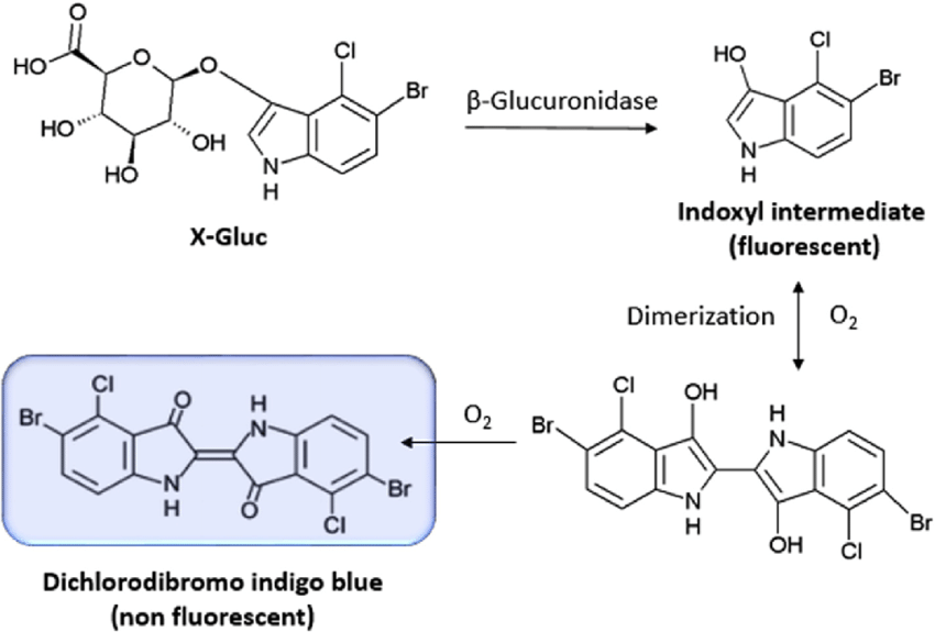 Two-panel comparison of THC-COOH hydrolysis efficiency showing rapid improvement with the Click-Hydro workflow compared with standard enzymatic hydrolysis.