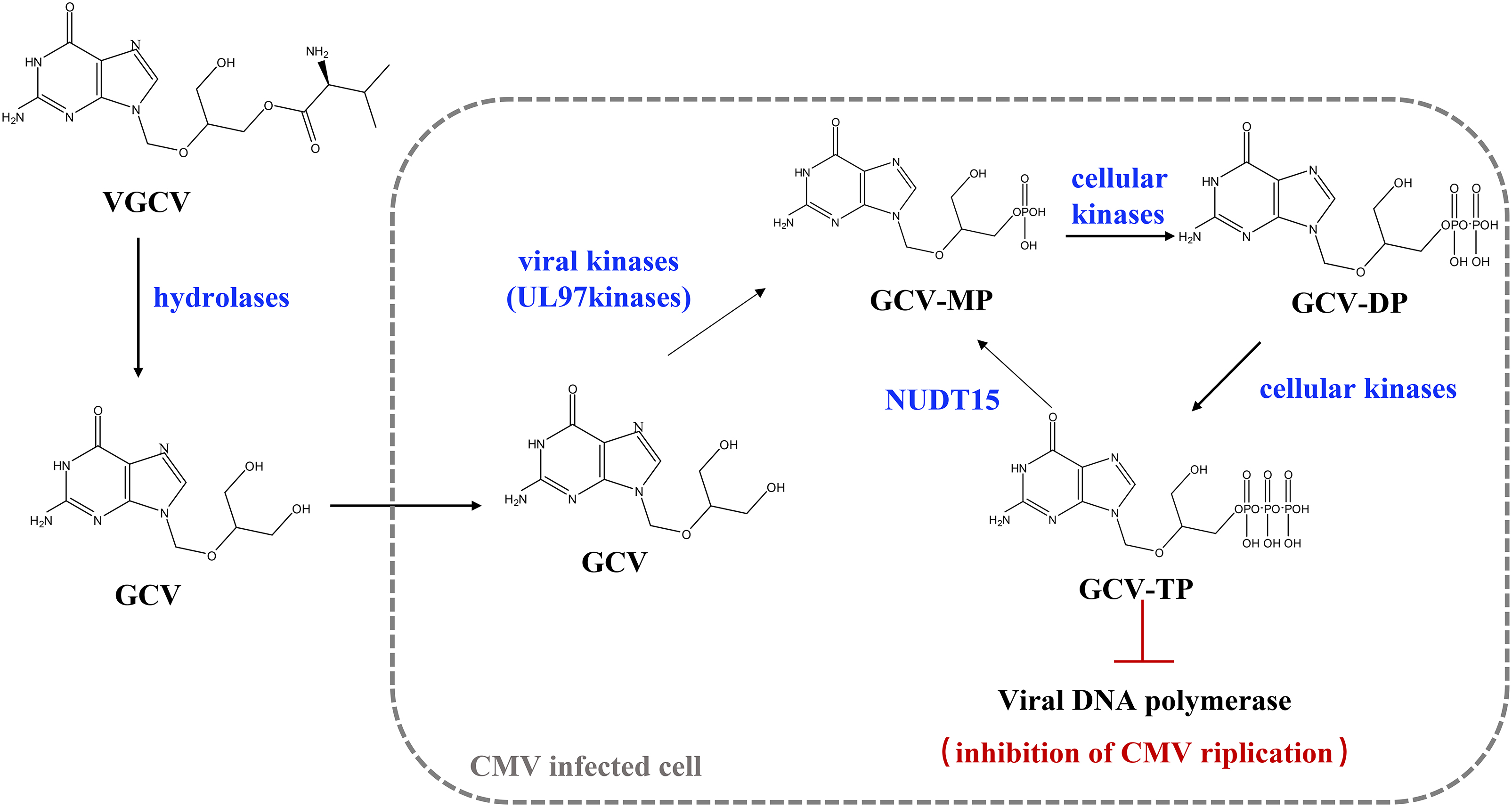 Metabolism of ganciclovir (GCV) and valganciclovir (VGCV). GCV-MP, ganciclovir-monophosphate; GCV-DP, ganciclovir-diphosphate; GCV-TP, ganciclovir-triphosphate; NUDT15, nucleoside diphosphate-linked moiety X-type motif 15; CMV, cytomegalovirus.