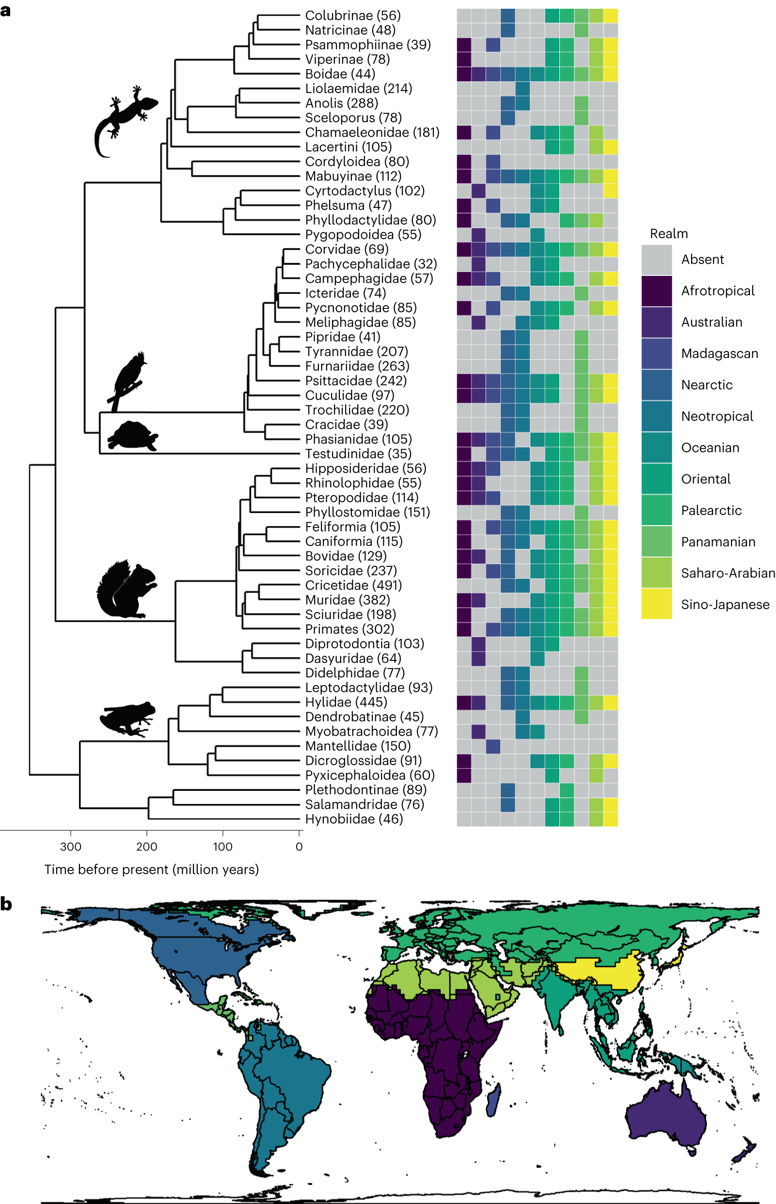 Two-panel scientific figure. Panel A shows a time-calibrated family-level vertebrate phylogeny beside a presence matrix across eleven biogeographic realms; panel B maps the realms worldwide.