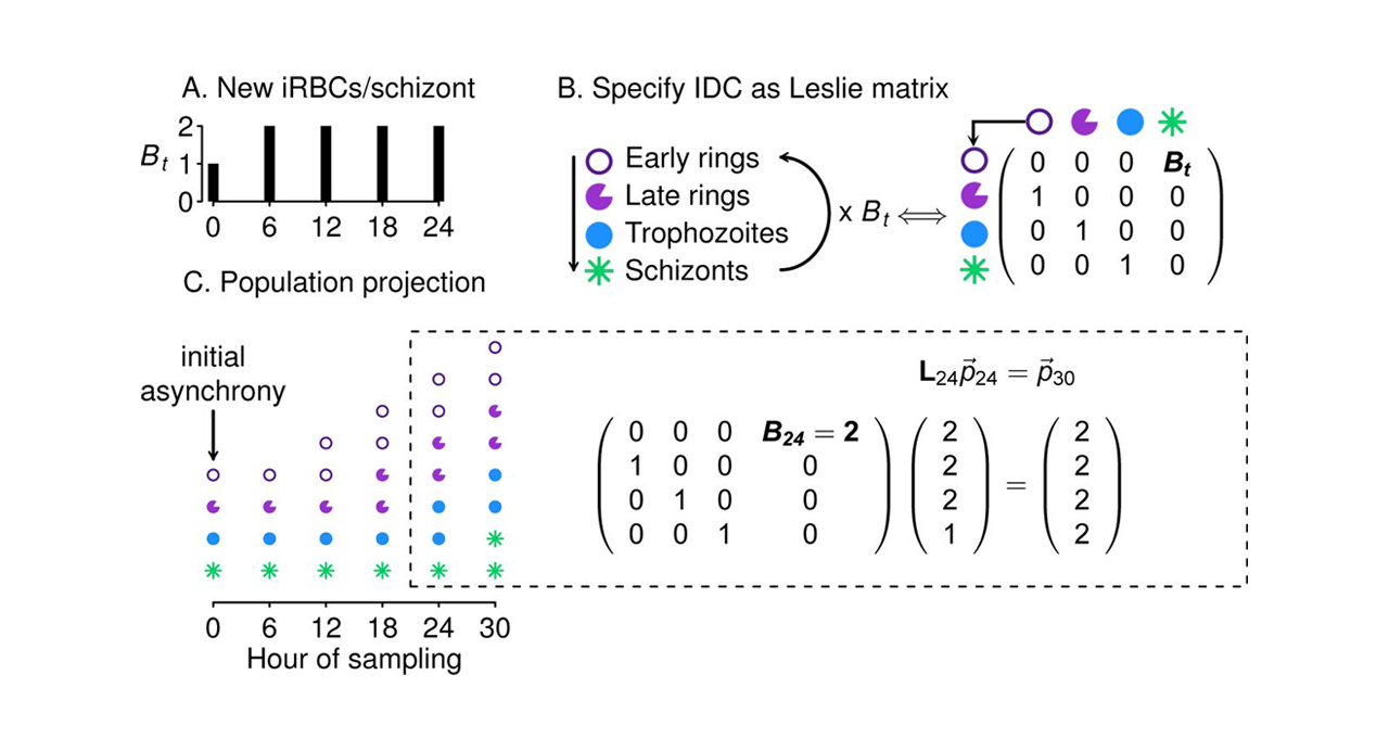 Diagram of a confounding ridge showing that higher recruitment can compensate for lower adult survival when only adults are observed.
